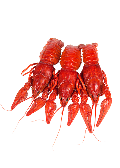 Раки вареные