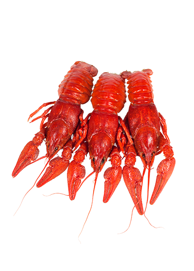 Раки варені в розсолі, 450 г купити в Hop Hey | Море Пива Раки варені в розсолі, 450 г